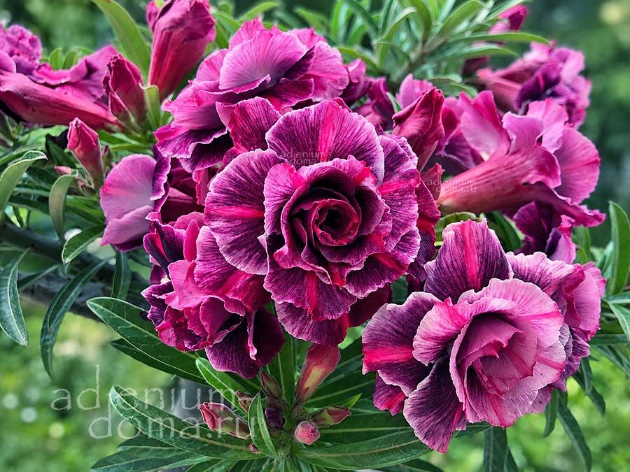 Adenium Obesum NGUYET TAM