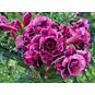 Adenium Obesum Triple Flower NGUYET TAM 4