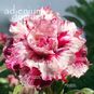 Adenium Obesum Triple Flower MORNING 4