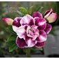 Adenium Obesum Triple Flower CAM TU (Aroma) 4