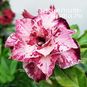Adenium Obesum Triple Flower MY LINH 5 4