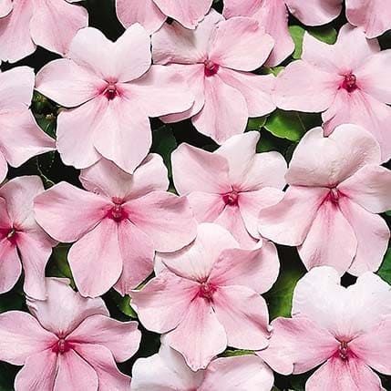 Impatiens WALLERIANA TEMPO PINK Бальзамин Уоллера Темпо Пинк Недотрога Огонек Ванька мокрый 2