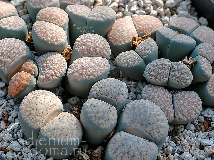 Lithops VERRUCULOSA GLABRA Литопс бородавчатый 3