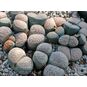 Lithops VERRUCULOSA 'GLABRA' (Литопс) 4