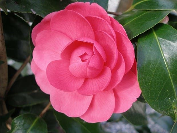 Camellia JAPONICA Камелия японская 3