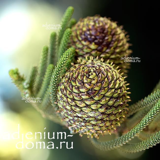 Araucaria HETEROPHYLLA Norfolk Pine Араукария разнолистная Гетерофилла Норфолкская сосна 1