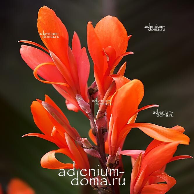 Canna INDICA Канна индийская 2
