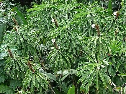 Costus SPECIOSUS Hellenia SPECIOSA Костус прекрасный Гелления красивая Малайский Имбирь Крепа 2
