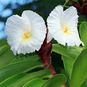 Costus SPECIOSUS (Костус) 2
