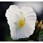 Costus SPECIOSUS (Костус) 3