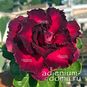 Adenium Obesum Triple Flower B52 4