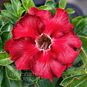 Adenium Obesum Double Flower RED FAIRY 4