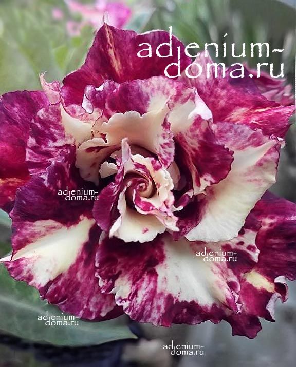 Adenium Obesum Double GENIUS