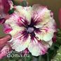 Adenium Obesum Double Flower P_GALAXY 4