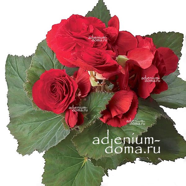 Begonia FORTUNE DEEP RED x tuberhybrida Бегония клубневая гибридная F1 3