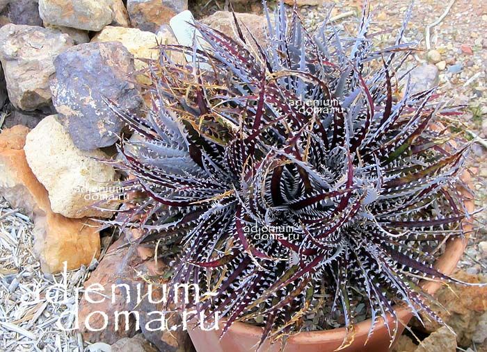Dyckia FOSTERIANA Диккия Фостера 2