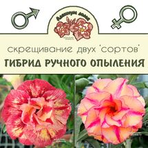 Adenium Obesum Hybrid NEW-110 X NEW-97