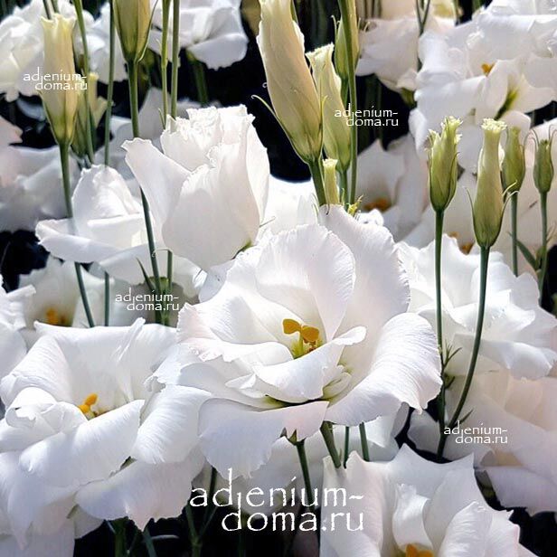 Eustoma GRANDIFLORUM ECHO WHITE Эустома крупноцветковая Эхо Белая Лизиантус Рассела Ирландская роза 2