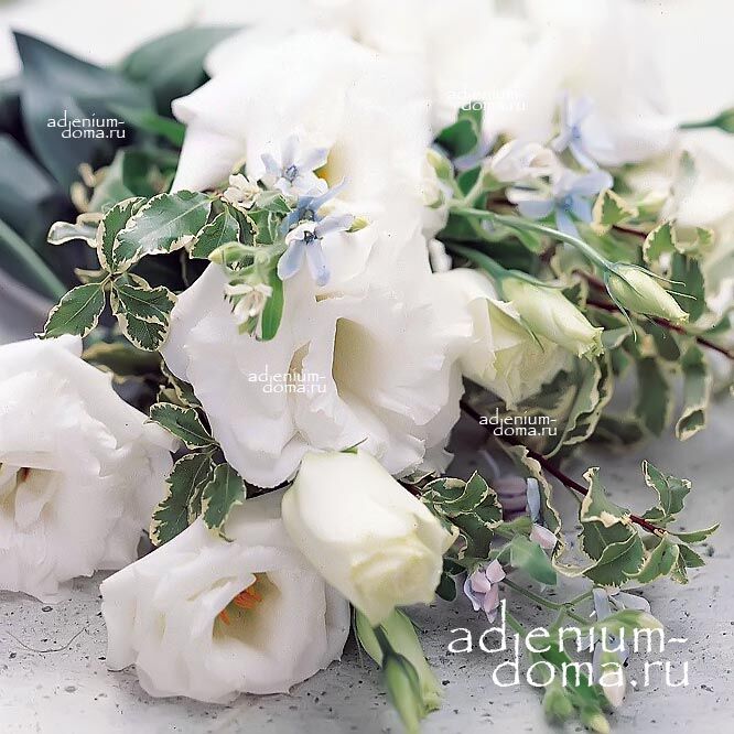 Eustoma GRANDIFLORUM ECHO WHITE Эустома крупноцветковая Эхо Белая Лизиантус Рассела Ирландская роза 3