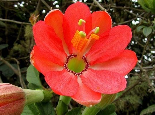 Passiflora MIXTA Пассифлора смешанная 1