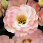 Eustoma ARENA ® APRICOT (Эустома, Лизиантус) 4