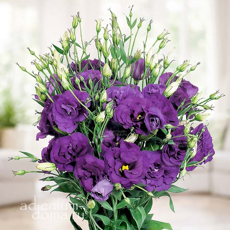 Eustoma GRANDIFLORUM SUPER MAGIC PURPLE Эустома крупноцветковая Супер Мэджик Перпл Лизиантус Рассела Ирландская роза 2