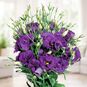 Eustoma SUPER MAGIC ® PURPLE (Эустома, Лизиантус) 4