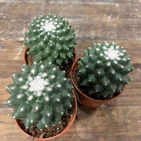5 Mammillaria MAGNIMAMMA 'TOLUCA' ():  c
