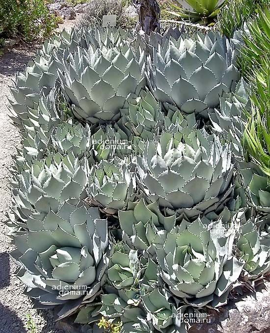 Agave PARRYI HUACHUCENSIS Агава Парри хуачукская 3