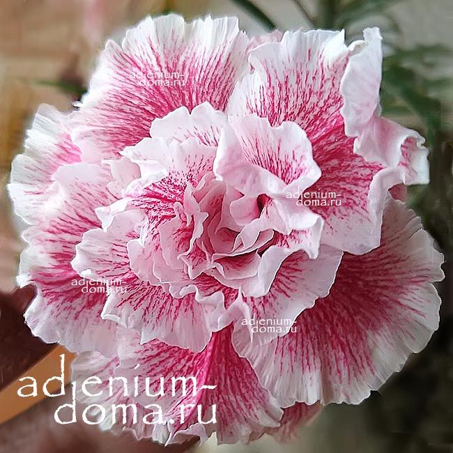 Adenium Obesum Triple Flower MAGICAL PRINCESS