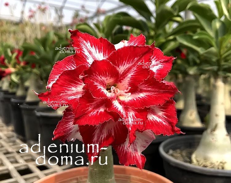 Adenium Obesum Triple Flower POPPY