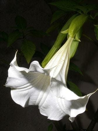 Brugmansia SANGUINEA ALBA Бругмансия белоцветковая Труба ангела 1