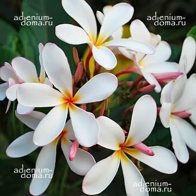 Plumeria OBTUSA Singapore Graveyard Flower Frangipani Плюмерия туполистная Обтуса Франжипани 2