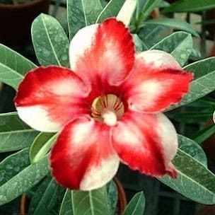 Adenium Obesum Desert Rose STAR OF SILVER WINGS