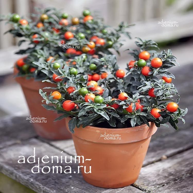Solanum PSEUDOCAPSICUM Паслен ложноперечный Солянум 3