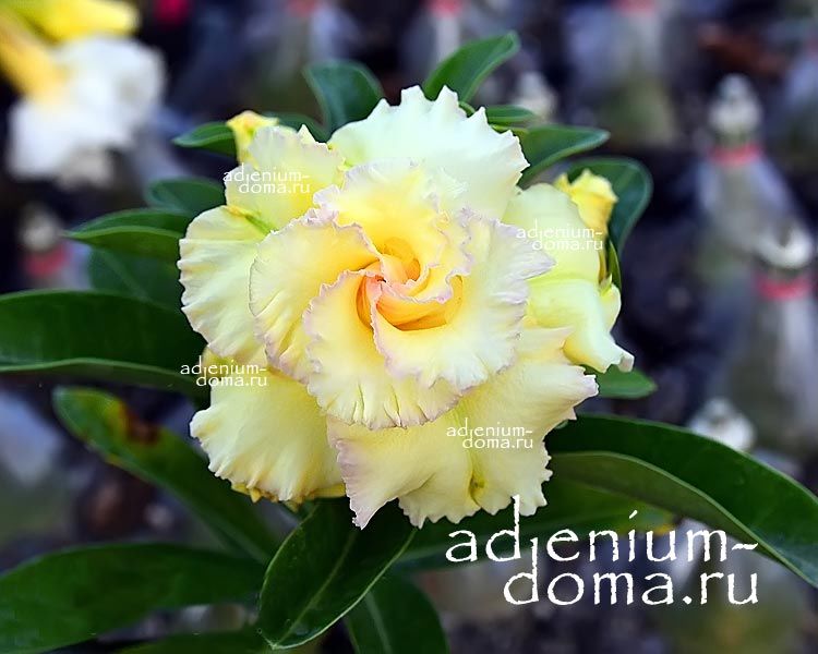 Adenium Obesum Double Flower GOLDEN MOUNTAIN