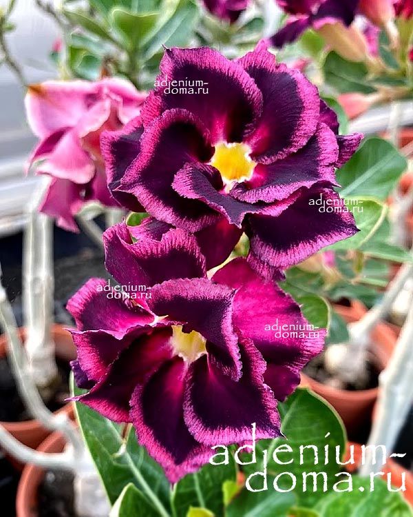 Adenium Obesum Double Flower FROZEN BORDEAUX