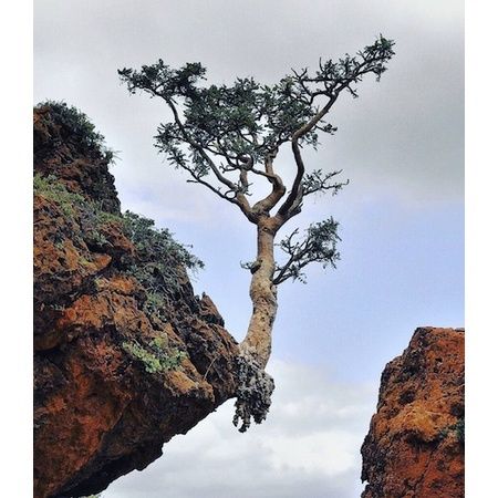 Boswellia SACRA Босвеллия священная Ладанное дерево 2