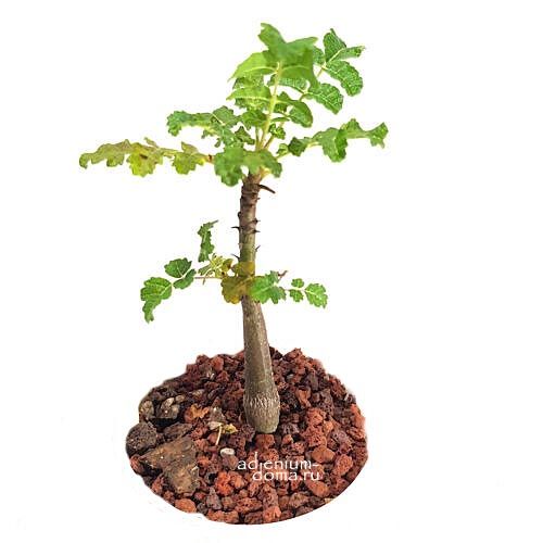 Boswellia SACRA Босвеллия священная Ладанное дерево 1