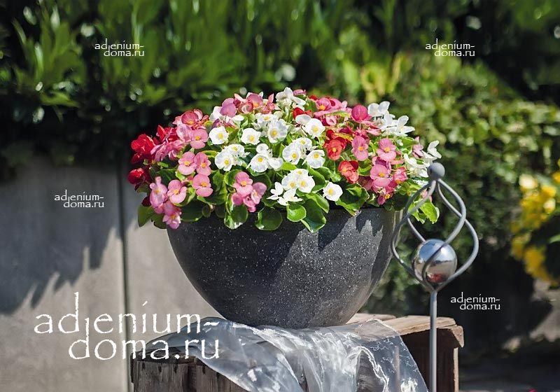Begonia SEMPERFLORENS MAXI MIXED Бегония вечноцветущая Бегония всегдацветущая смесь окрасок 1