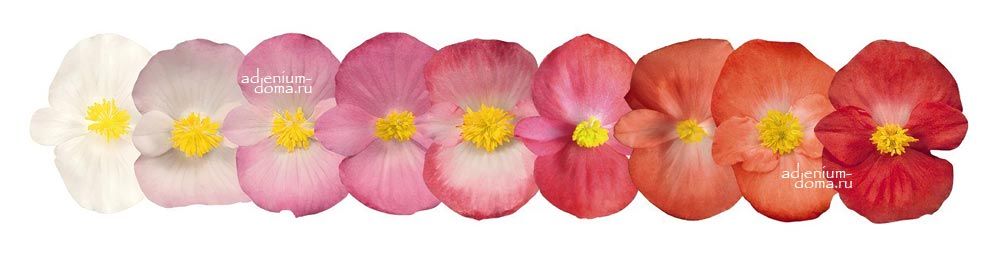 Begonia SEMPERFLORENS MAXI MIXED Бегония вечноцветущая Бегония всегдацветущая смесь окрасок 3