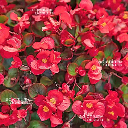 Begonia SEMPERFLORES RED Бегония вечноцветущая Бегония всегдацветущая 2