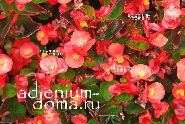 Begonia SEMPERFLORES RED Бегония вечноцветущая Бегония всегдацветущая 3