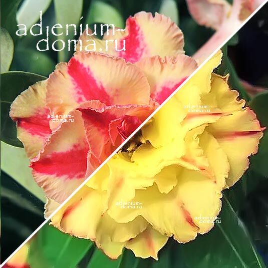 Adenium Адениум Hybrid NEW-56 X NEW-26