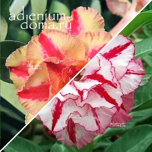 Adenium Адениум Hybrid NEW-56 X NEW-36