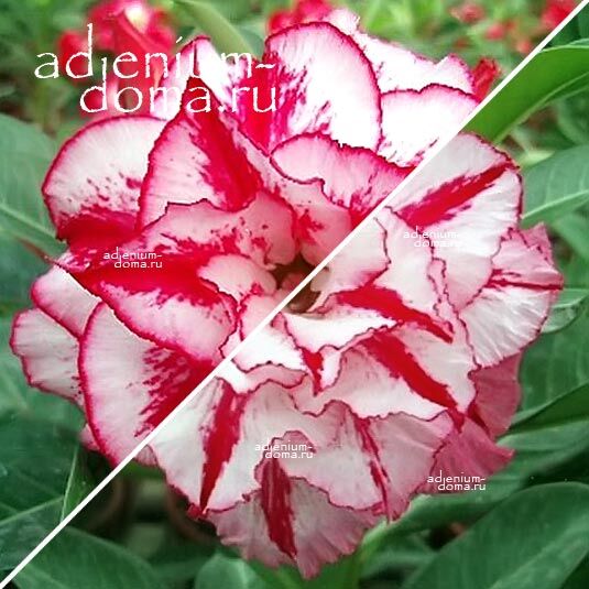 Adenium Адениум Hybrid NEW-24 X NEW-36