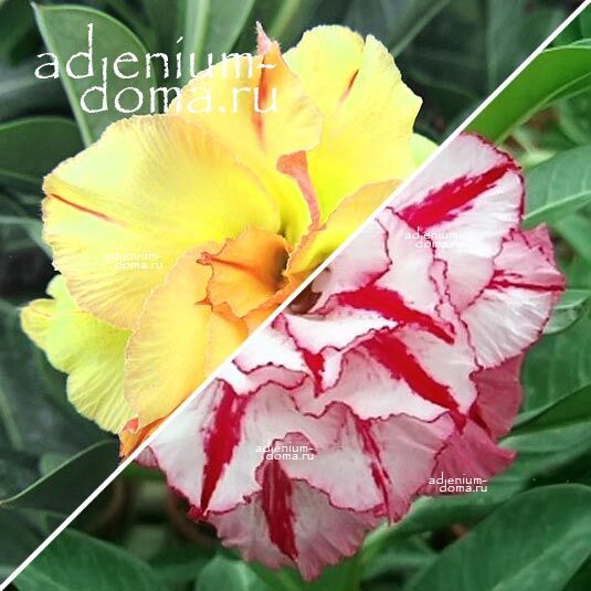 Adenium Адениум Hybrid NEW-61 X NEW-36