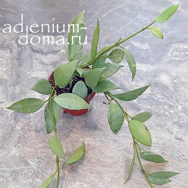Растение Hoya LACUNOSA Хойя Лакуноза 1