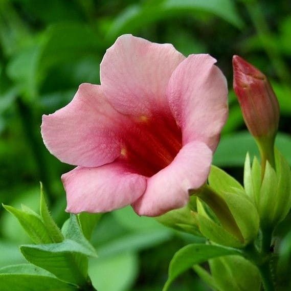Allamanda BLANCHETII Аламанда пурпурная 3