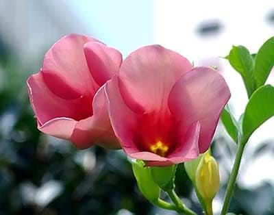 Allamanda BLANCHETII Аламанда пурпурная 4